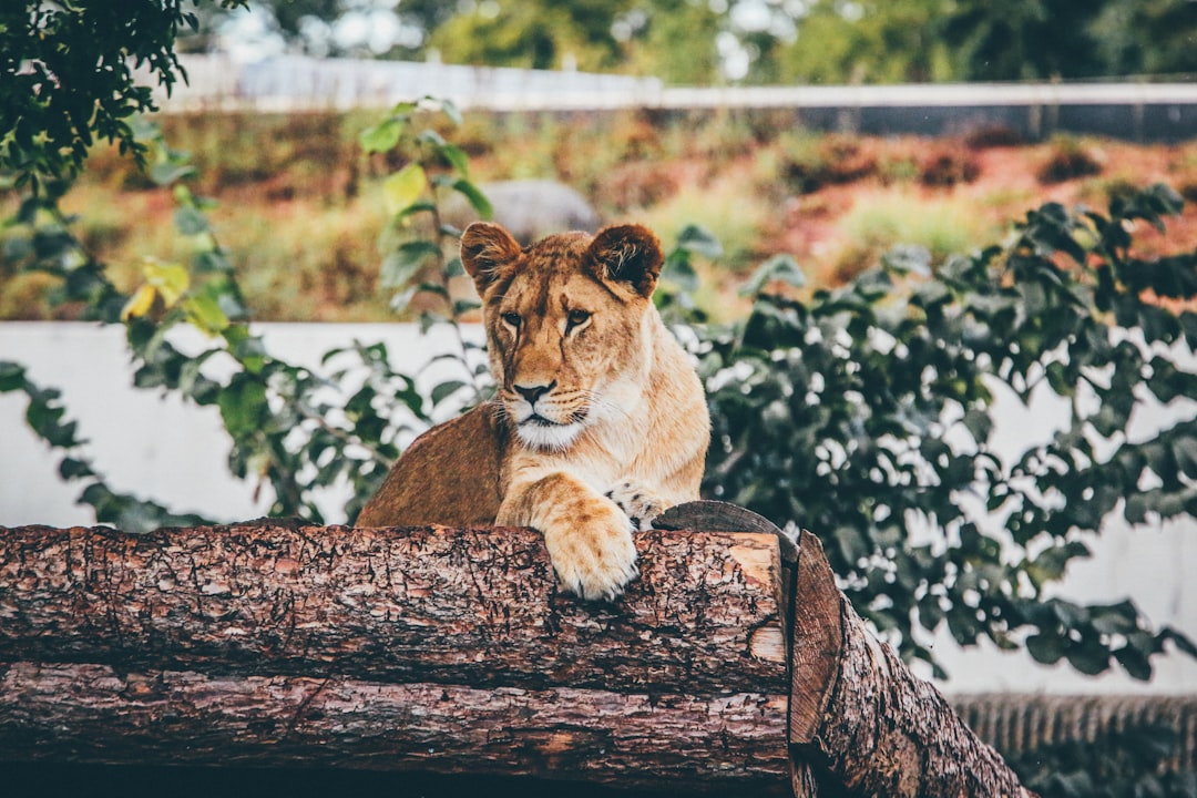 Lioness Feast: A Dreamlight Valley Adventure